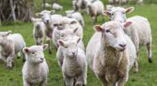 Parents register sheep as students in French ....